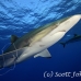 shark_silky_far_jar_h_0141_cub2040.jpg